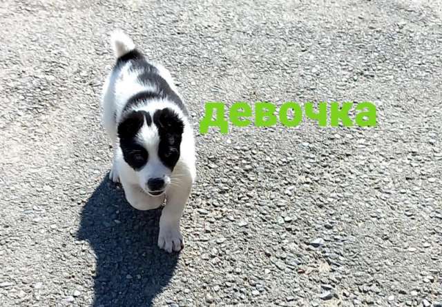 Щенки Алабая Щенки Алабая