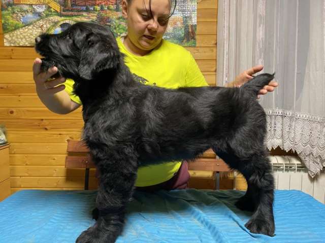 Щенки русского чёрного терьера Щенки русского чёрного терьера