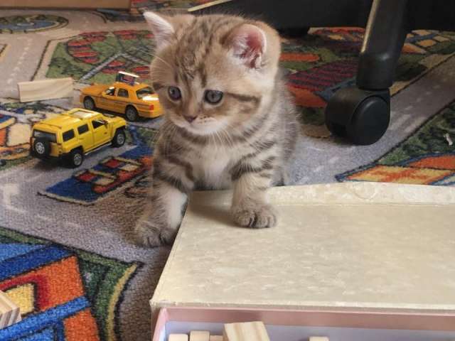Предлагаются к резерву клубные шотландские котята Предлагаются к резерву клубные шотландские котята