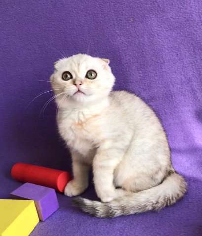 продаются котята скоттиш фолды продаются котята скоттиш фолды