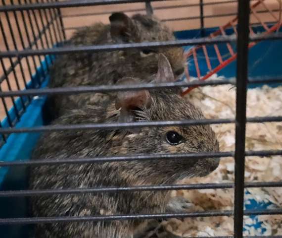 Дегу в добрые руки Дегу в добрые руки