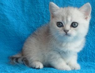 Британские плюшевые коятта. Окрас ВИСКАС Британские плюшевые коятта. Окрас ВИСКАС