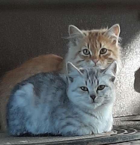 Котята ищут дом Котята ищут дом