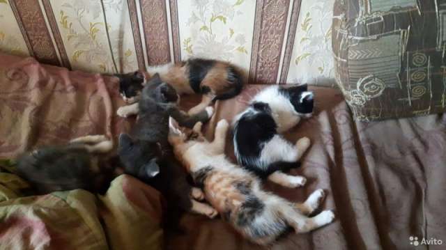Котята ищут хозяев, которые их полюбят и будут заботиться Котята ищут хозяев, которые их полюбят и будут заботиться