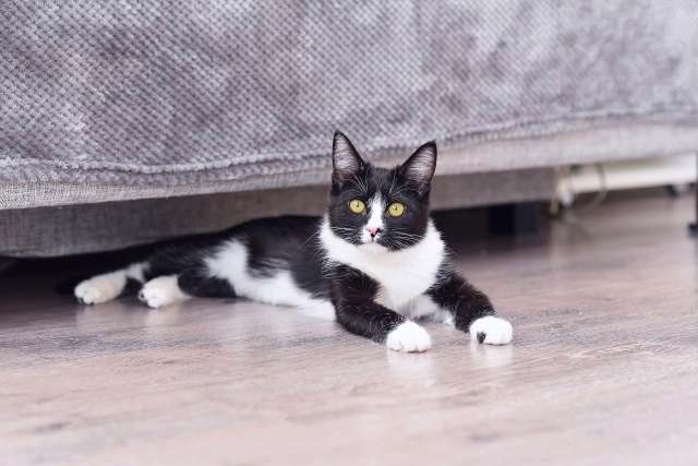 Котенок МИя в добрые руки Котенок МИя в добрые руки