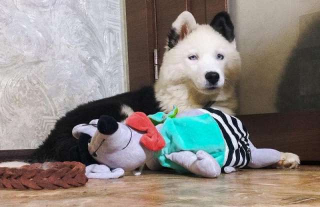 Якутская лайка Якутская лайка