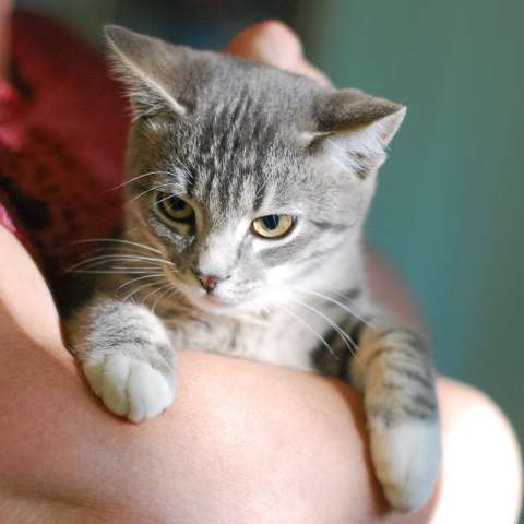 Котенок полосатик Лукас ищет дом Котенок полосатик Лукас ищет дом