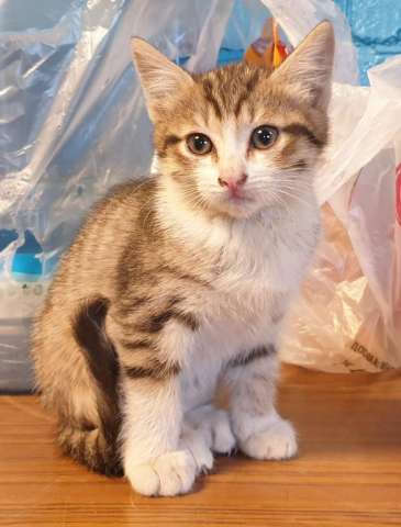 Котята в добрые руки 1.р. Котята в добрые руки 1.р.