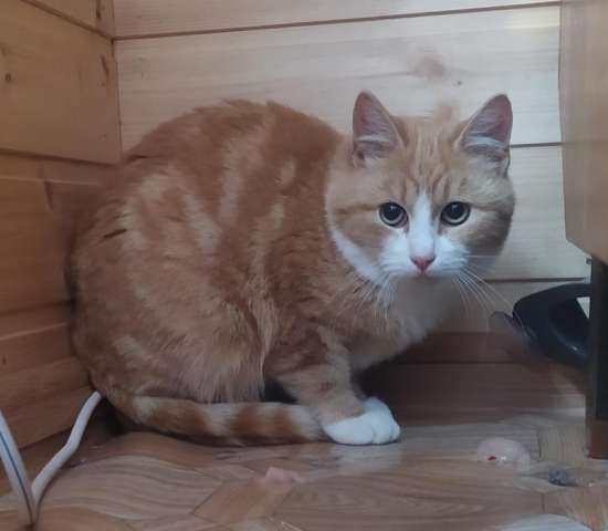 Рыжий котик Фунтик ищет дом Рыжий котик Фунтик ищет дом