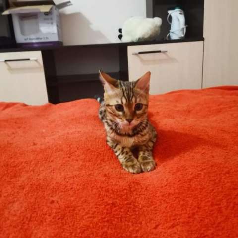 Бенгальский котёнок Бенгальский котёнок