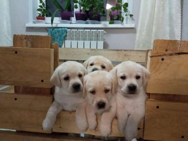 Щенки Лабрадора Щенки Лабрадора
