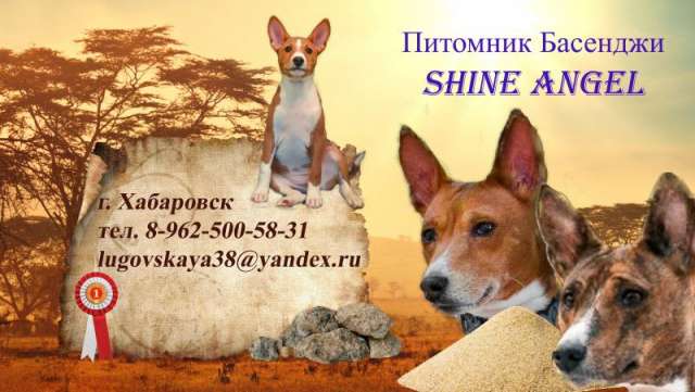 Щенки басенджи Щенки басенджи