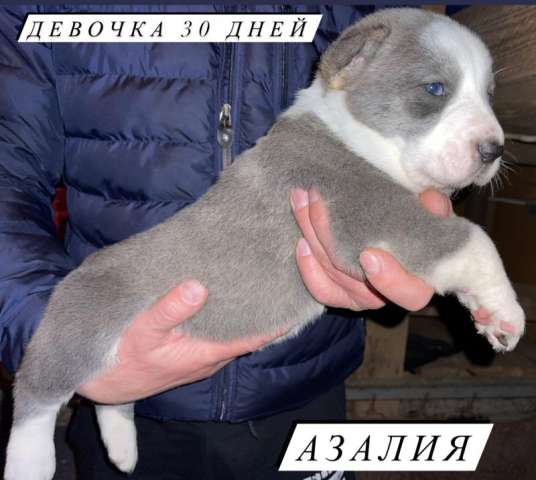 Щенки Среднеазиатской овчарки Щенки Среднеазиатской овчарки