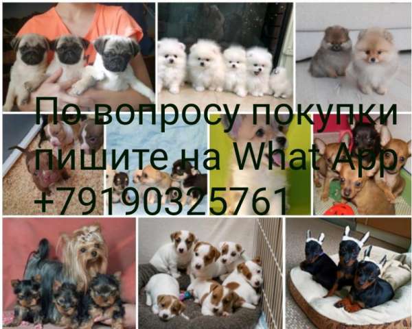 Специализированный питомник породистых щенков Специализированный питомник породистых щенков