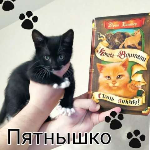 Котята