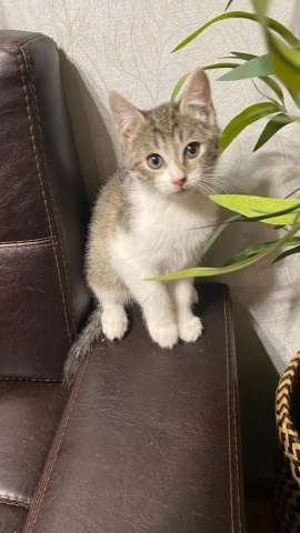 Отдам в добрые руки котика Отдам в добрые руки котика