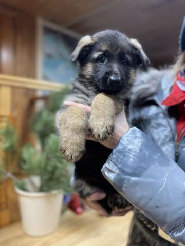 Щенки немецкой овчарки чистокровки