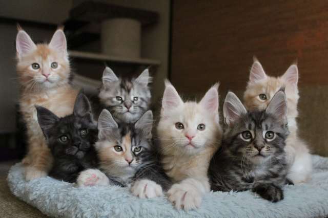 Котята мейн-кун! Котята мейн-кун!