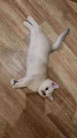 Британские котята шиншиллы Британские котята шиншиллы