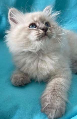 Невские Маскарадные котята Невские Маскарадные котята
