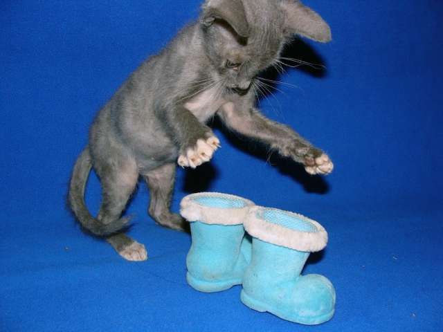голубой котенок голубой котенок