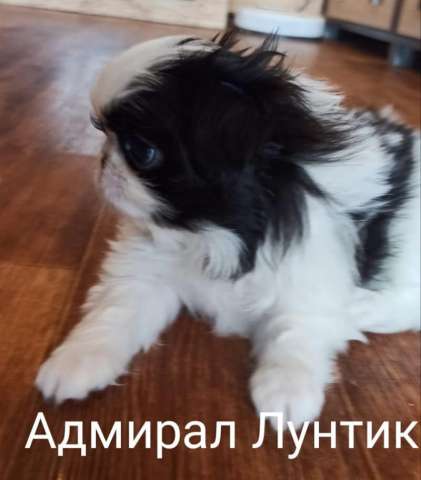 Щенки японского хина Щенки японского хина