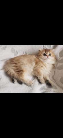 Британские золотые куколки Британские золотые куколки