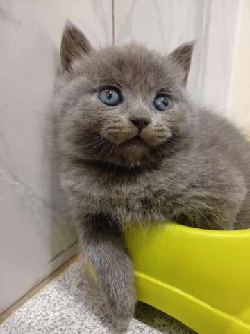 Котята Котята