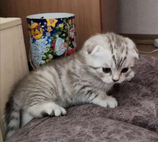 Шотланские котята Шотланские котята