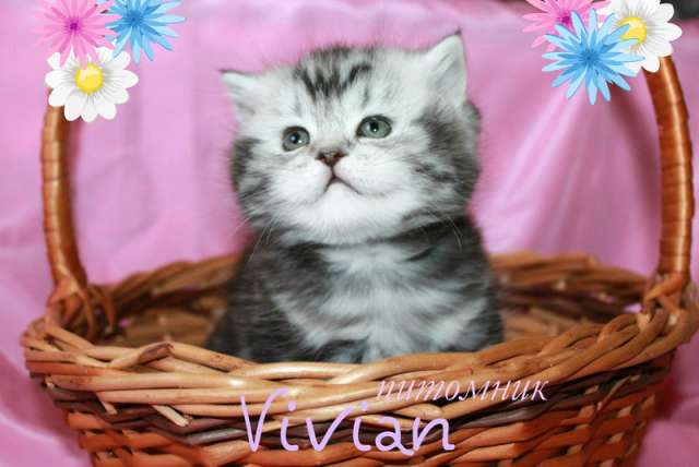 Британские котята вискас из питомника VIVIAN.