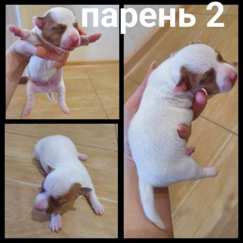 Щеночки Джек Рассела терьера Щеночки Джек Рассела терьера