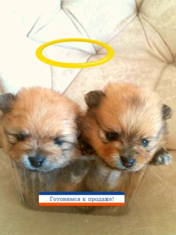 Шпицульки Красотульки Шпицульки Красотульки
