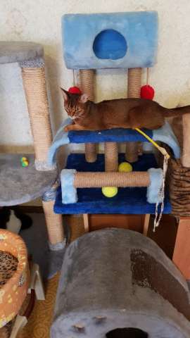 Передержка кошек Передержка кошек