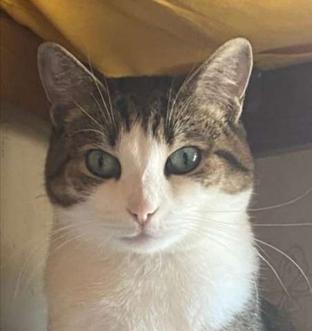 Кошка Машуня ищет дом Кошка Машуня ищет дом