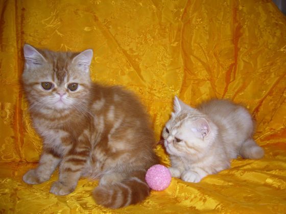 котик экзотик котик экзотик