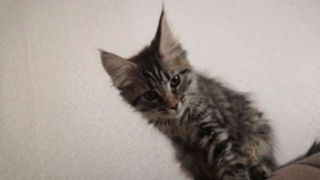 Котята классные мейн-кун ищут новый дом Котята классные мейн-кун ищут новый дом