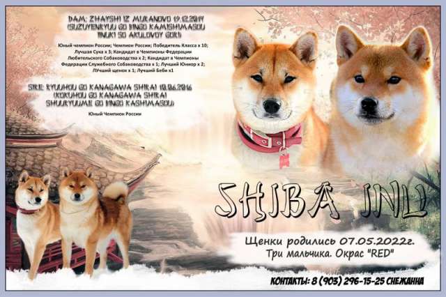 Щенки сиба ину (Шиба ину) РКФ Щенки сиба ину (Шиба ину) РКФ