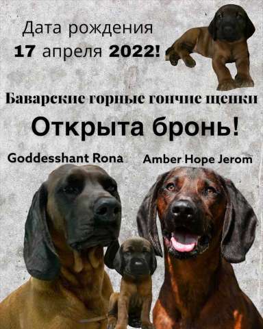 Баварская горная гончая Баварская горная гончая