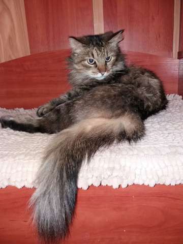 Кошка Муся ищет дом Кошка Муся ищет дом