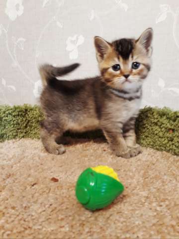 шотландские котята страйт шотландские котята страйт