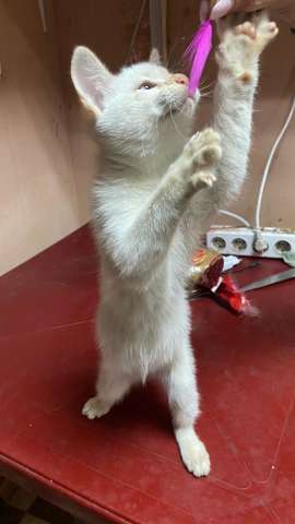 Котенок Котенок