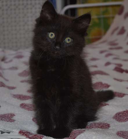 бесплатно котята бесплатно котята