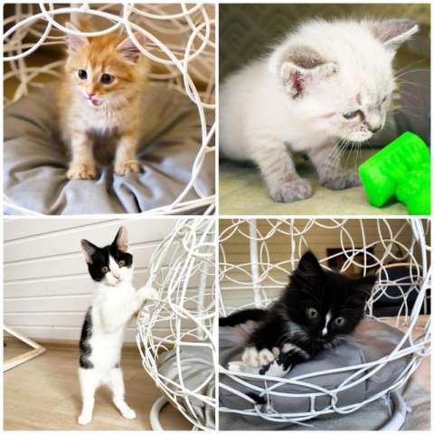 Котята, котёнок, много разных в добрые руки Котята, котёнок, много разных в добрые руки