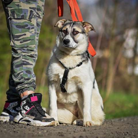 Веста 8 мес. в поисках дома Веста 8 мес. в поисках дома