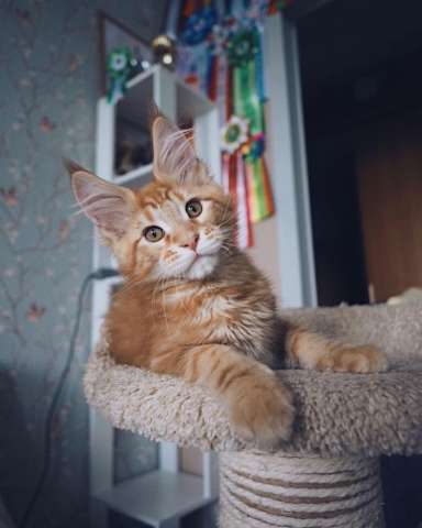 Рыжий котёнок мейн кун Рыжий котёнок мейн кун