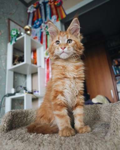 Крупный котёнок мейнкун Крупный котёнок мейнкун