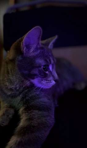 Отдам котика Отдам котика