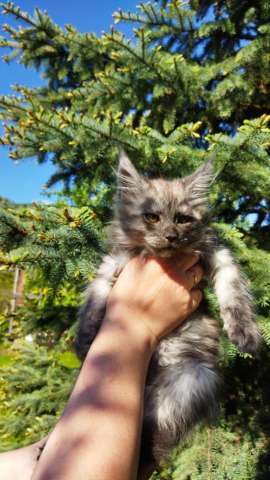 Продаются кошечки Мейн-кун Продаются кошечки Мейн-кун