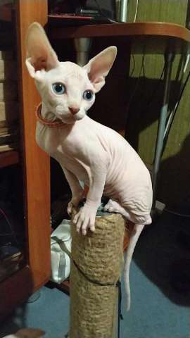 Котята Канадского сфинкса. Котята Канадского сфинкса.