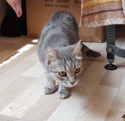 пристраивается серая кошка Мартуся пристраивается серая кошка Мартуся